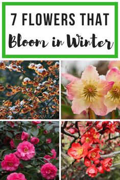 flowers that bloom in winter with text overlay