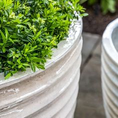 some plants are growing out of the top of a concrete planter and another one is in the background