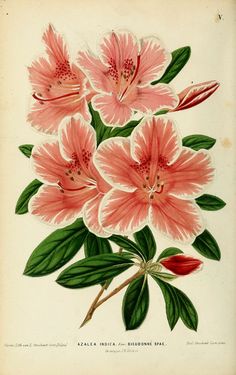 pink flowers with green leaves and buds are on a white background in an old book