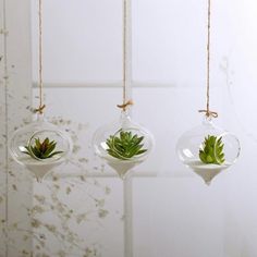 three hanging glass ornaments with plants in them