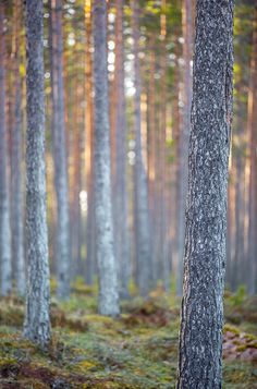 a forest with lots of tall trees in it