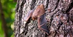 a bat hanging from the side of a tree