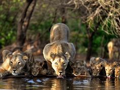 a group of lions drinking water from a pond