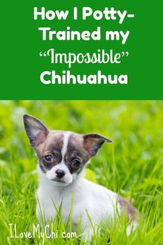 a small dog sitting in the grass looking at the camera with text overlay that reads how i potty trained my impossibleible chihuahua