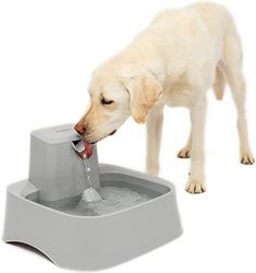 a dog drinking water out of a fountain