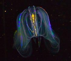 a jellyfish is glowing in the dark with blue and yellow lights on it's back