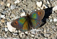 a colorful butterfly sitting on the ground