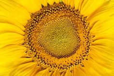 the center of a sunflower in full bloom