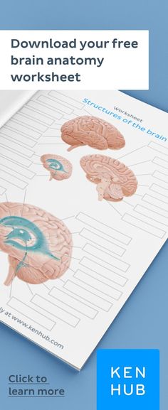 the brain diagram is shown with text that reads,'free brain anatomy worksheet click