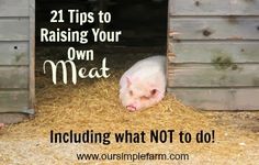 a pig in a barn with the words 21 tips to raising your own meat including what not to do