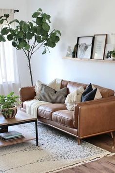 a living room with a couch, coffee table and potted plant in the corner