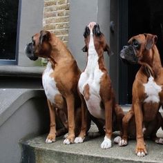 three brown and white dogs sitting on the steps looking up at something in the air