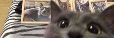 a cat looking up at the camera with pictures on it