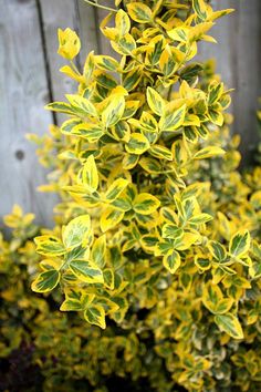 a bush with yellow and green leaves in front of a wooden fence