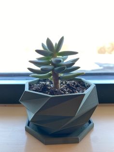 a small succulent plant in a geometric shaped pot