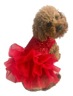 a brown dog wearing a red dress on top of it's back legs and head