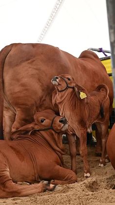 a group of brown cows standing next to each other on top of dirt covered ground