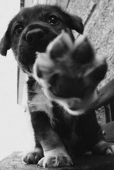 a black and white photo of a dog pointing at something