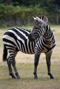 two zebras standing next to each other on a field with trees in the background