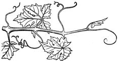 a vine with leaves is shown in this black and white drawing, it appears to be an old vine