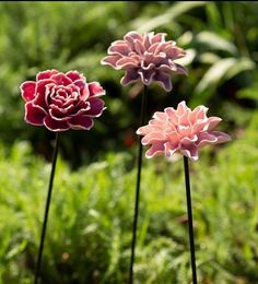 three pink and red flowers are in the grass