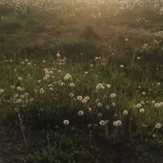 the sun shines through the foggy grass and dandelions