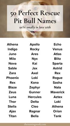 a dog's name is shown in the center of this printable pet id sheet