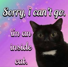 a black cat sitting on top of a purple and pink background with words that say sorry, i can't go in an inside cat