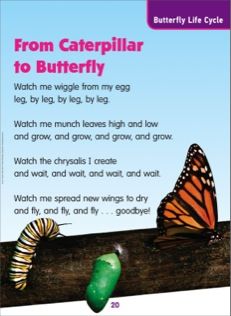 a book cover with butterflies and caterpillars sitting on a tree branch in front of the title from caterpillar to butterfly