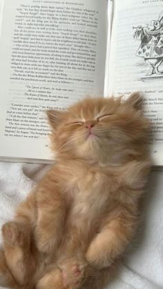 an orange kitten laying on top of a book with its eyes closed and it's head resting on the pages