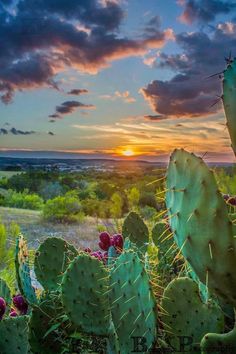 the sun is setting over a cactus field with many cacti and plants in it