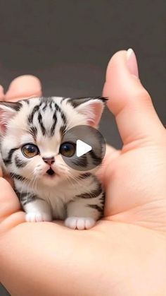 a small white and black kitten sitting on top of someone's hand with an object in it's palm