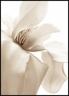 a white flower is shown in this image