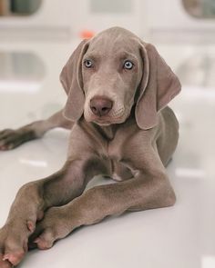 a brown dog laying on top of a white table