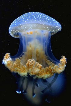 a blue and yellow jellyfish with white dots on it's head, swimming in the water