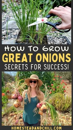 Onions are fun and easy to grow, once you know how! Come learn everything you need to know to grow onions, with tips from seed to harvest, choosing the best varieties for your location, curing or preserving onions and more. #growonions #gardentips #garden #onions Preserving Onions From The Garden, How To Plant Onions From Onions, Planting Onions From Onions, How To Grow Onions, Preserving Onions, Harvesting Onions, How To Plant Onions, When To Harvest Onions