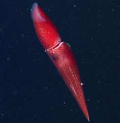 a red squid floating on top of water in the dark night sky with bubbles around it