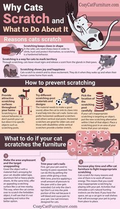 an info sheet with cats and what to do about it