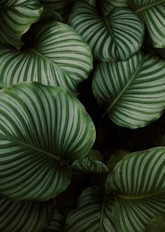 green and white leafy plant with black background