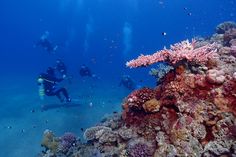 two scubas are swimming in the blue water near coral reefs and spongeweed plants