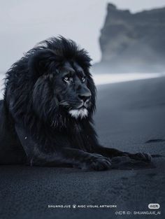 a large black lion laying on top of a beach