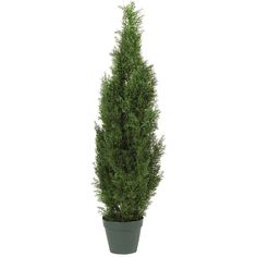 a tall potted plant is shown on a white background