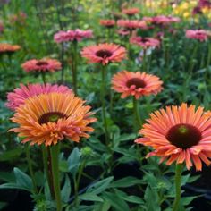 many orange and pink flowers in a field