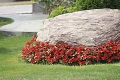 a large rock sitting in the middle of a lush green field with red flowers growing around it