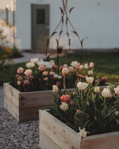 three wooden planters filled with white and pink flowers in front of a building on gravel