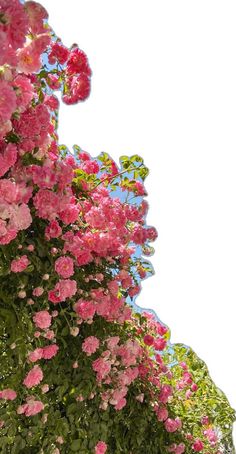 pink flowers are blooming on the side of a building with blue sky in the background