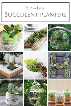 the collage shows different types of succulents and plants in mason jars