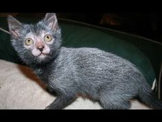 a small gray kitten sitting on top of a couch