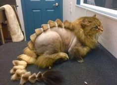 an orange cat laying on the floor next to a blue door and some stuffed animals