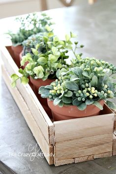 three potted plants are sitting in a wooden box on a coffee table, one is green and the other is red